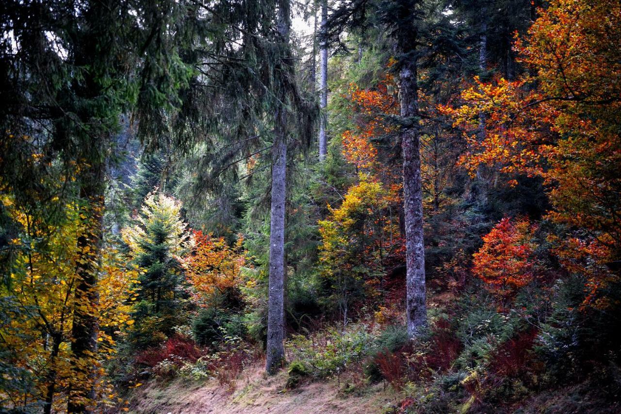 C3 Albmatte-Fewo Sauna, Hallenbad Aussenbecken Massagen Nebenan St. Blasien Luaran gambar